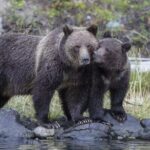 Same day Tajmahal tour with SOS Elephant/Bear wildlife Sanctuary - Who Will Love This Tour?