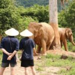 Samui: Elephant Home Sanctuary and the first elephant museum - Discovering Koh Samui’s Elephant Sanctuary