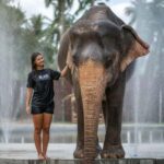 Samui: Elephant Sanctuary Tour - Jungle Walk & Swim - A Detailed Look at the Elephant Jungle Sanctuary Tour