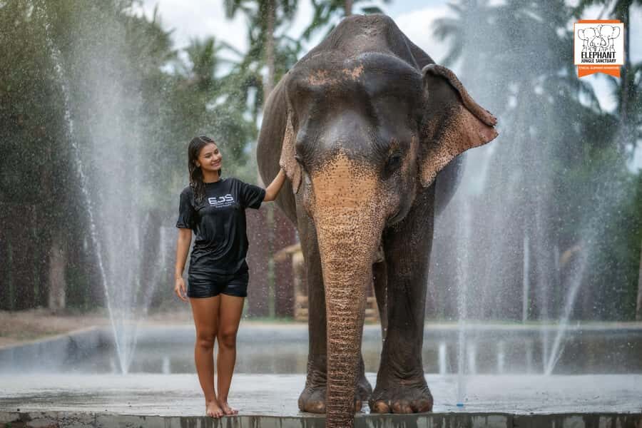 Samui: Elephant Sanctuary Tour - Jungle Walk & Swim - A Detailed Look at the Elephant Jungle Sanctuary Tour