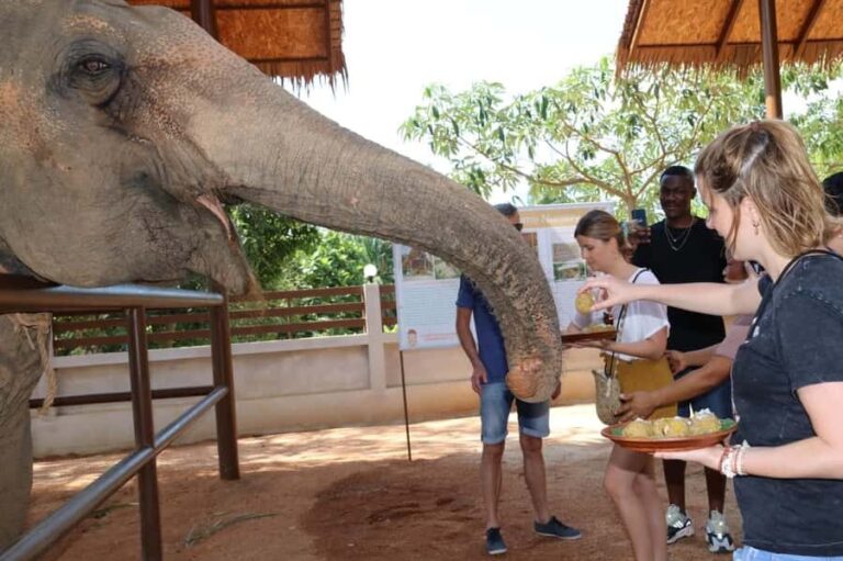 Samui: Feeding Program at the Elephant Home Nursery - What You Can Expect During the Tour