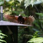 Sanctuary Mountain Ancient Forest Walk & Hamilton Gardens Tour - Sanctuary Mountain Maungatautari: A Walk Through the Ancient Forest