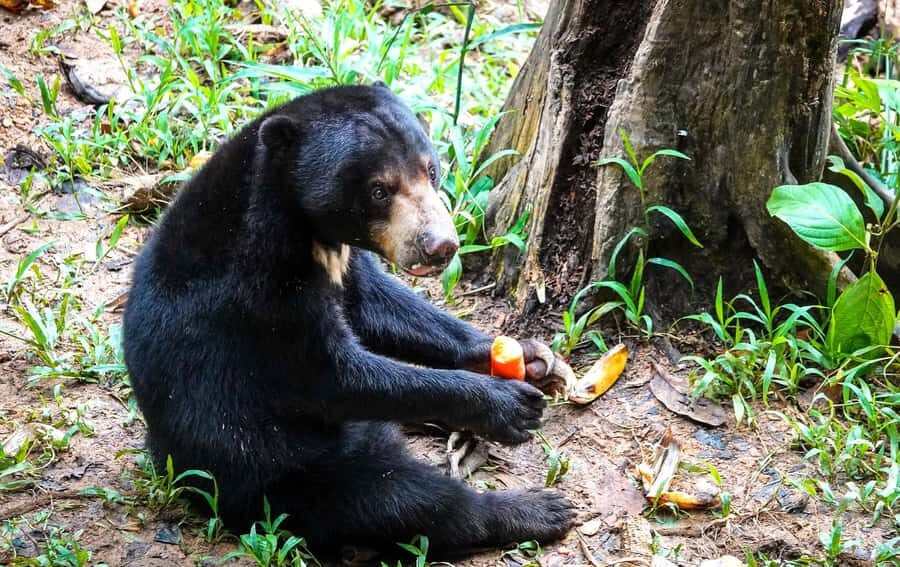 Sandakan: Private City Tour, Rainforest, Jungle Walk, Birds - The Value of a Private, Flexible Tour