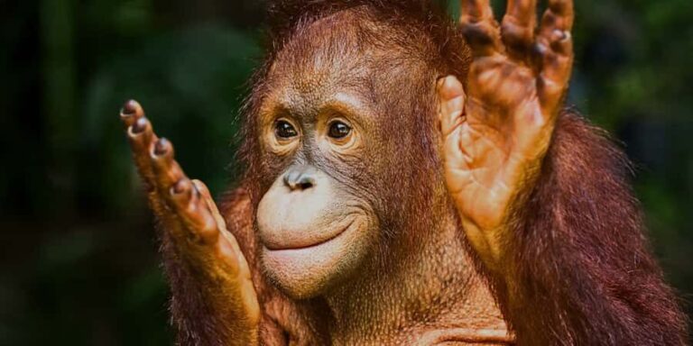 Sandakan : Sepilok, Sun Bear & Labuk Bay Tour with Lunch - What Makes This Tour Stand Out