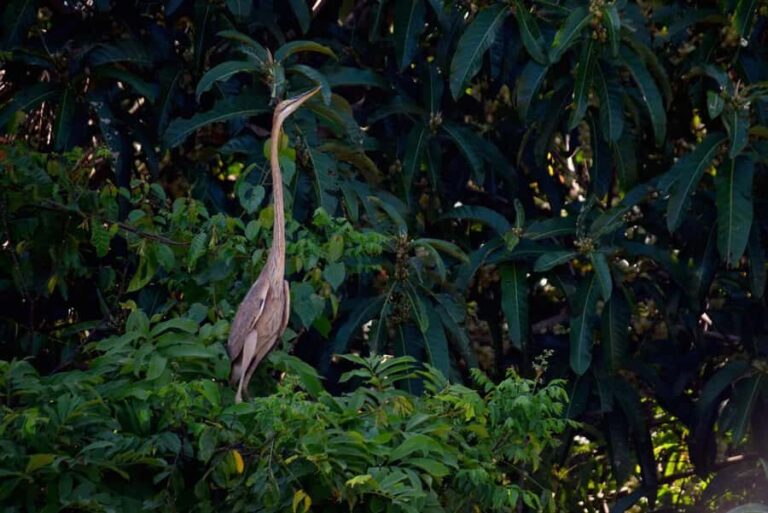 Sandakan: Wild Cruise Ticket in Sunrise, Sunset or Night - What to Expect from the Wildlife Cruise