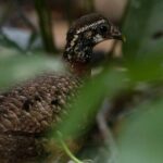 Sandakan Wild Cruise Ticket in Sunrise Sunset or Night Tour - Who Will Enjoy This Tour?