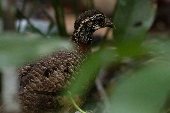 Sandakan Wild Cruise Ticket in Sunrise Sunset or Night Tour - Who Will Enjoy This Tour?