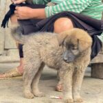 Sapa Half-Day Trekking: Stunning Rice Terraces & Local Village - Exploring Lao Chai Village