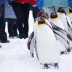 Sapporo: Asahiyama Zoo and Blue Pond Day Trip - Practical Details and Considerations