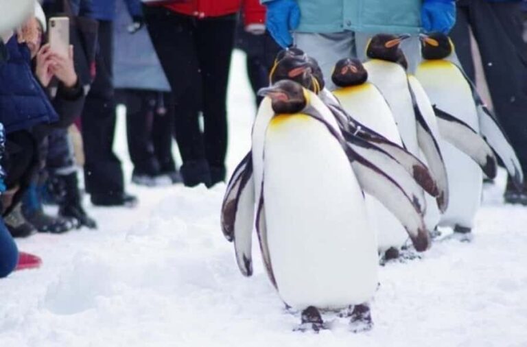 Sapporo: Asahiyama Zoo and Blue Pond Day Trip - Practical Details and Considerations