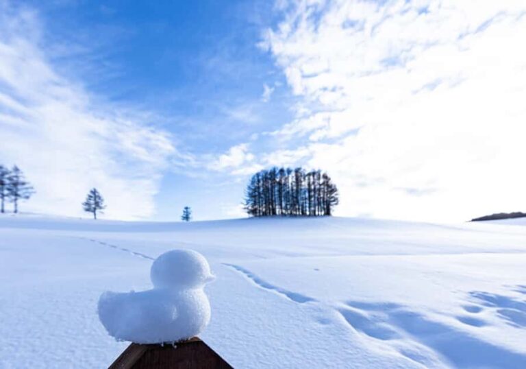 Sapporo: Biei Best 5 Must-Visit Day Tour (Late Departure) - Practical Details and Tips