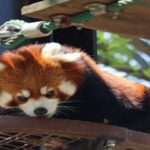 Sapporo: Biei & Furano Private Tour with Hot Spring - An In-Depth Look at the Tour Experience