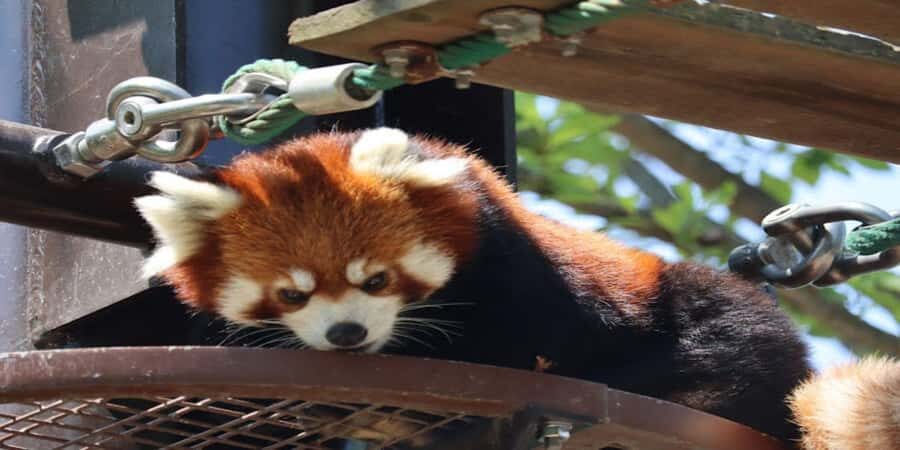 Sapporo: Biei & Furano Private Tour with Hot Spring - An In-Depth Look at the Tour Experience