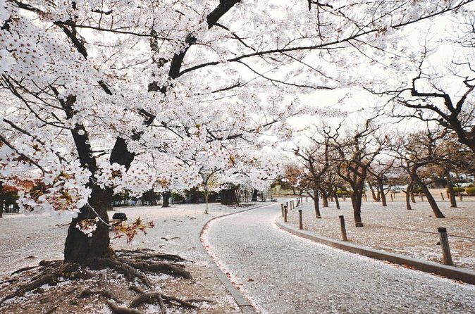 Sapporo City Cherry Blossom Private Sightseeing Tour - What Travelers Can Expect