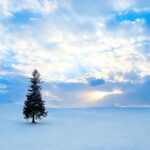 Sapporo Limited: Hokkaido Winter Blue Pond Illumination Tour - Exploring the Hokkaido Winter Illumination Tour