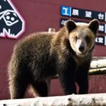 Sapporo: Noboribetsu Hell Valley, Lake Toya & Bear Farm Tour - Lake Hill Farm: A Cozy Break