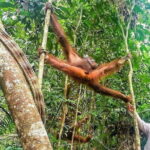 Sarawak Orangutan Semenggoh Wildlife Centre Tour - Who Will Love This Tour?