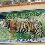 Sariska Tiger Reserve Safari Tickets (Skip The Line) - Transportation and Timing