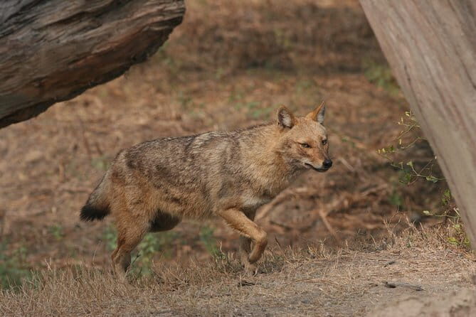 Sariska Tiger Reserve Tour Of India - What Makes This Tour Stand Out?