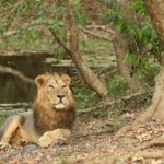 Sasan Gir Skip-the-Line Weekend Tour Package for 1 Night / 2 Days - A Detailed Look at the Itinerary