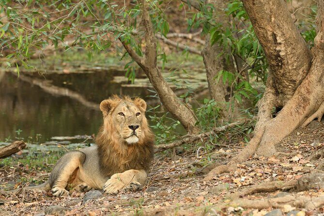 Sasan Gir Skip-the-Line Weekend Tour Package for 1 Night / 2 Days - A Detailed Look at the Itinerary