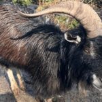 Sasebo: Farmhouse Visit with Goats, Tea, and Lunch - Practical Details and Value