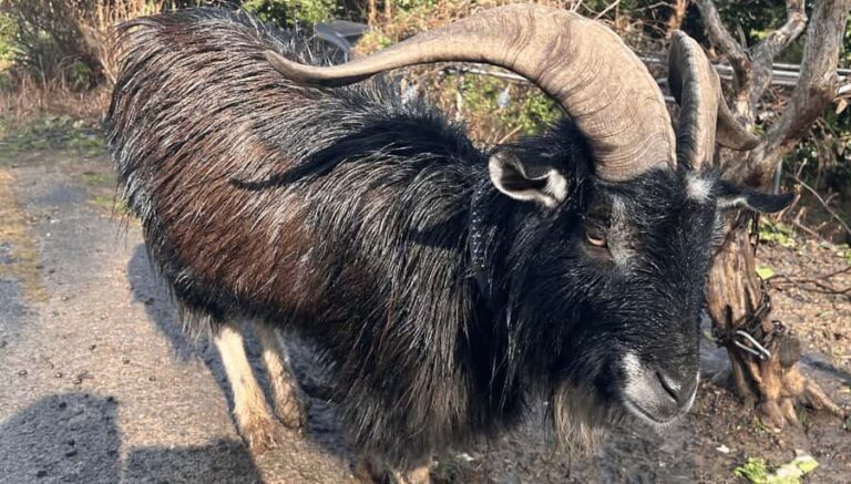 Sasebo: Farmhouse Visit with Goats, Tea, and Lunch - Practical Details and Value