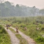 Sauraha: Jungle Walk with Local Guide in Bufferzone - The Experience: What to Expect from the Jungle Walk in Bufferzone