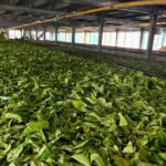 Scenic Nuwara Eliya Tuk Tuk Adventure - Who Should Choose This Tour?