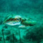 Scuba Diving Adventures in Singapore's Local Waters - The Overall Experience: What Youll Love