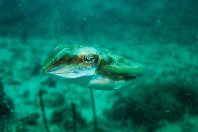 Scuba Diving Adventures in Singapore's Local Waters - The Overall Experience: What Youll Love