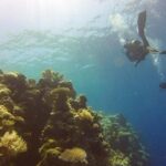 Scuba Diving in Pasikudah - Why Pasikudah’s Underwater World Is Worth Exploring