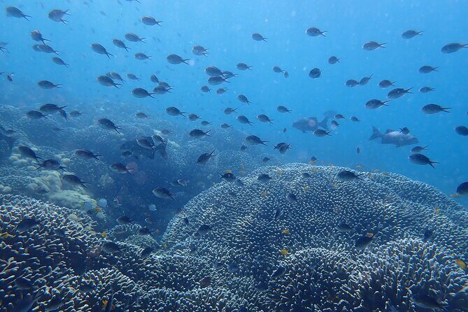 Scuba Diving Menjangan Island - Who Is This Tour Best For?