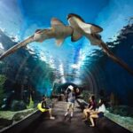 Sealife Bangkok + Madame Tussauds Bangkok for Foreigner - An In-Depth Look at the Experience