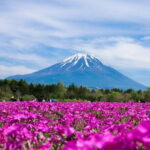 Season Special: Private Mt. Fuji Shibazakura Spring Tour - Who Would Love This Tour?