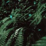See Auckland's Secret Glow Worms - What to Expect on the Tour