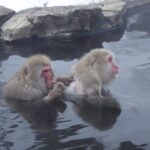 See Snow Monkeys on a Private Day Trip from Tokyo by Bullet Train - The Journey from Tokyo: How the Day Unfolds