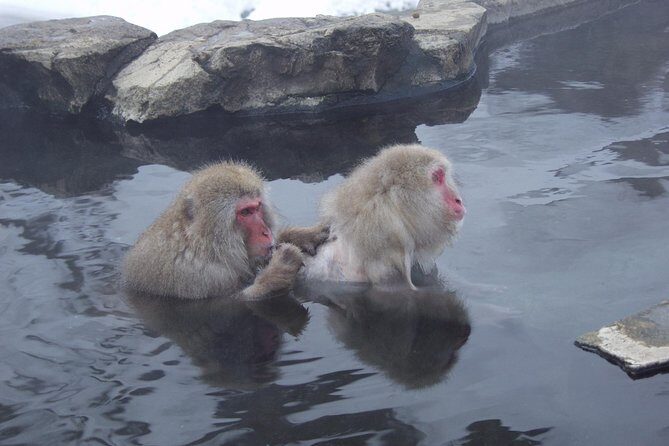 See Snow Monkeys on a Private Day Trip from Tokyo by Bullet Train - The Journey from Tokyo: How the Day Unfolds