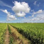 Sekinchan Paddy Field, Fishing Village & Kuala Selangor Fireflies Tour - Who Is This Tour Best For?