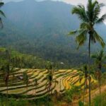 Sekumpul Bali Waterfall Tour - Practical Aspects and Value