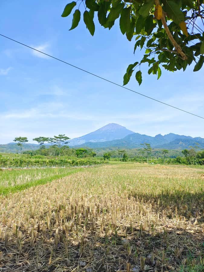 Selogriyo Temple and treking Java Rice Terrace and waterfall - Practical Details That Matter