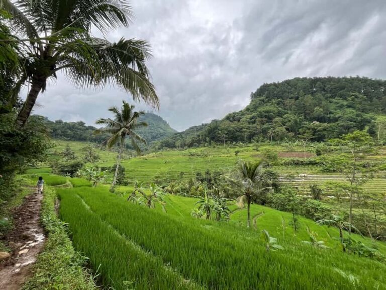 Selogriyo Temple Coffee Processing & Village Trekking Tour - Exploring Java’s Highlands: A Detailed Look at the Tour