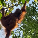 Semenggoh Orangutan and Annah Rais Longhouse - Authentic Experiences and Hidden Gems