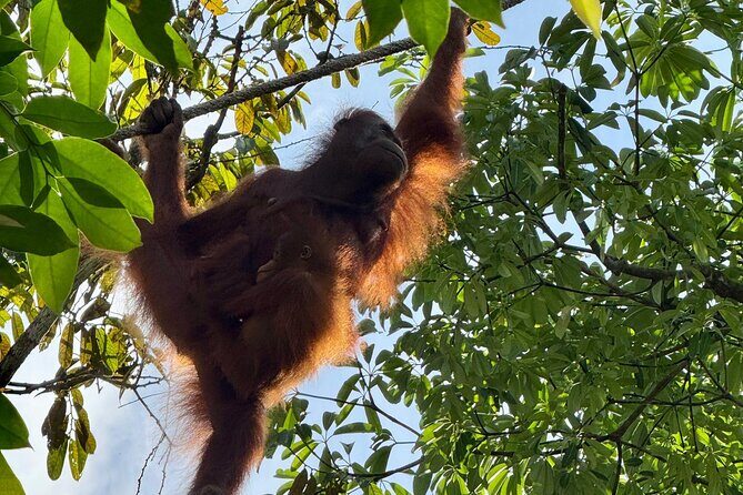 Semenggoh Orangutan and Annah Rais Longhouse - Authentic Experiences and Hidden Gems