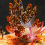 Semporna: Dive Buwan Reef at Night with Dinner & Transfer - The Practicalities: How the Tour Works