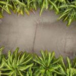 Semporna : Mabul & Kapalai Full-Day Snorkel Tour - Practical Details for Travelers