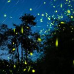 Semporna : Mangrove Cruise, Fireflies, Transfer & Dinner - Who Will Love This Tour?