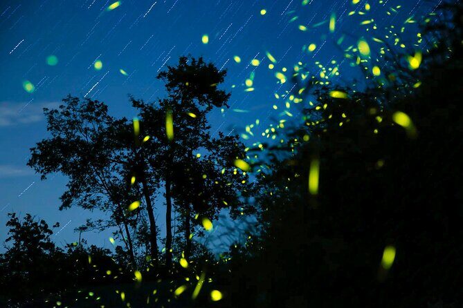 Semporna : Mangrove Cruise, Fireflies, Transfer & Dinner - Who Will Love This Tour?