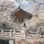 Seoul/Busan: Gwangyang Plum Blossom Festival Spring Day Tour - Practical Details and Tips