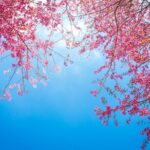 Seoul Cherry Blossom and Spring Experience Walking Tour - What Makes This Tour Stand Out?